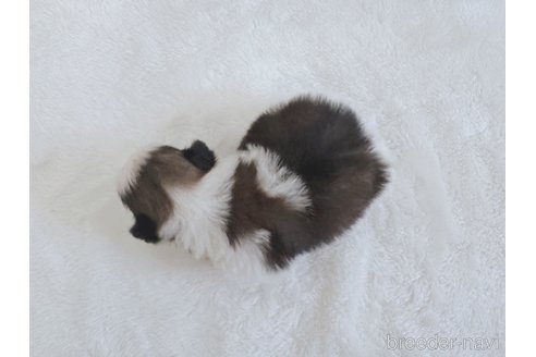成約済の鹿児島県のマルシーズー:マルチーズ×シーズー-326657の9枚目