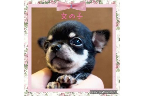 成約済の静岡県のチワワ(スムースコート)-330109の4枚目