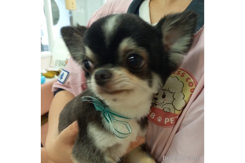 成約済の山口県のチワワ(ロングコート)-326270の4枚目
