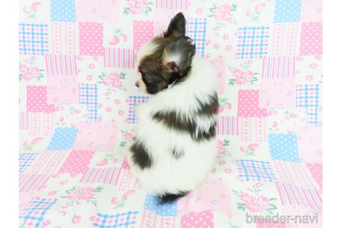 成約済の千葉県のパピヨン-327254の2枚目