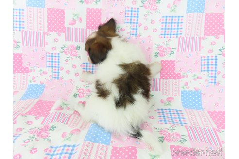 成約済の千葉県のパピヨン-327255の2枚目