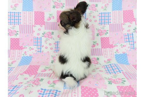 成約済の千葉県のパピヨン-327256の4枚目