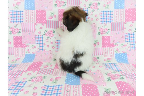 成約済の千葉県のパピヨン-327257の5枚目