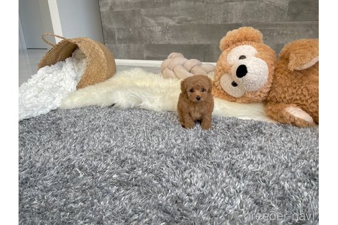 成約済の滋賀県のタイニープードル-330126の4枚目