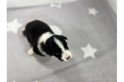 成約済の愛知県のボーダーコリー-330128の2枚目