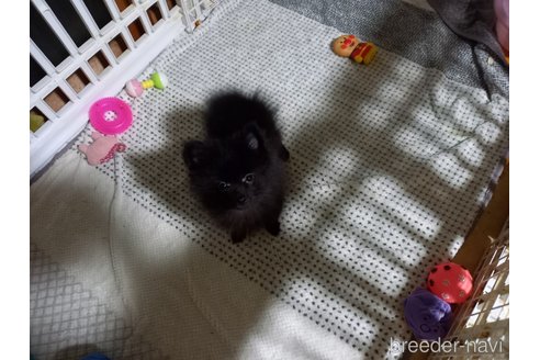 販売中の福岡県のポメラニアン-318171の31枚目
