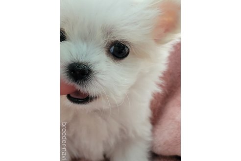 成約済の千葉県のチワマル:チワワ×マルチーズ-330053の9枚目