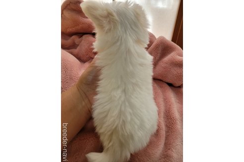 成約済の千葉県のチワマル:チワワ×マルチーズ-330053の8枚目