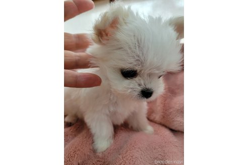 成約済の千葉県のチワマル:チワワ×マルチーズ-330053の7枚目