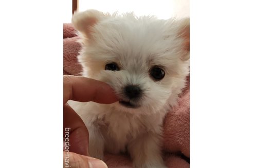 成約済の千葉県のチワマル:チワワ×マルチーズ-330053の2枚目