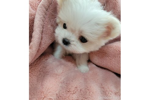 成約済の千葉県のチワマル:チワワ×マルチーズ-330053の4枚目