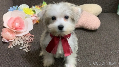 成約済の東京都のミックス犬-313112の23枚目