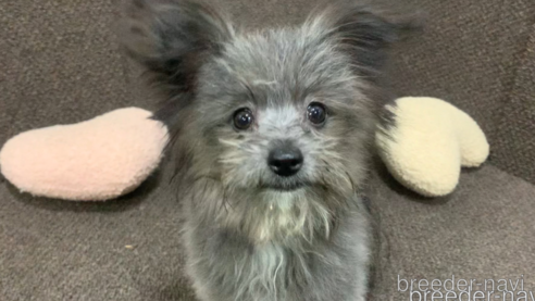成約済の東京都のミックス犬-303776の15枚目