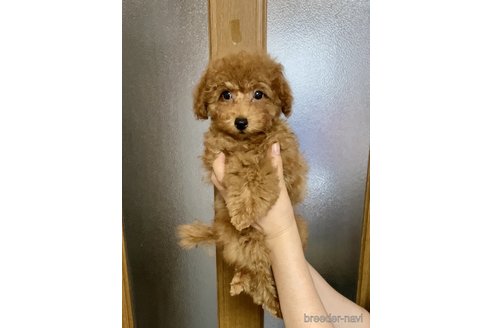 成約済の兵庫県のタイニープードル-326451の2枚目