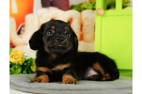 成約済の千葉県のチワックス:チワワ×ミニチュアダックスフンド-330155の6枚目