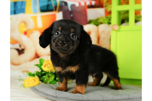 成約済の千葉県のチワックス:チワワ×ミニチュアダックスフンド-330155の2枚目