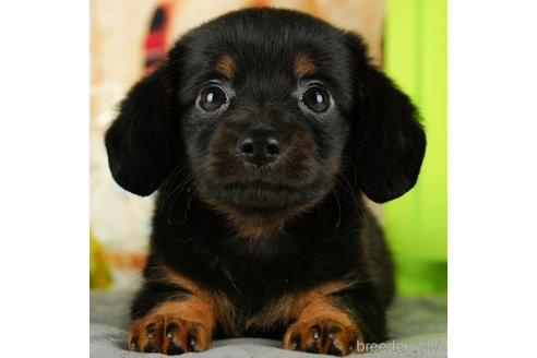 成約済の千葉県のチワックス:チワワ×ミニチュアダックスフンド-330155の1枚目