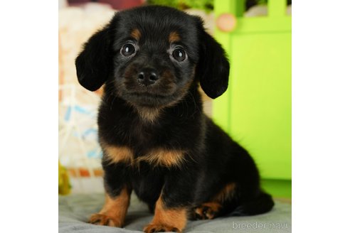 成約済の千葉県のチワックス:チワワ×ミニチュアダックスフンド-330155の3枚目