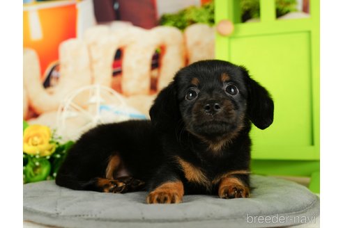 成約済の千葉県のチワックス:チワワ×ミニチュアダックスフンド-330155の4枚目