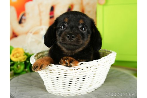 成約済の千葉県のチワックス:チワワ×ミニチュアダックスフンド-330155の5枚目