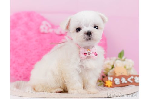 成約済の神奈川県のマルチーズ-330182の4枚目