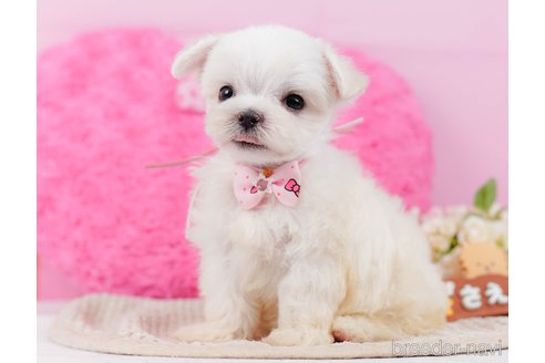 成約済の神奈川県のマルチーズ-330182の5枚目