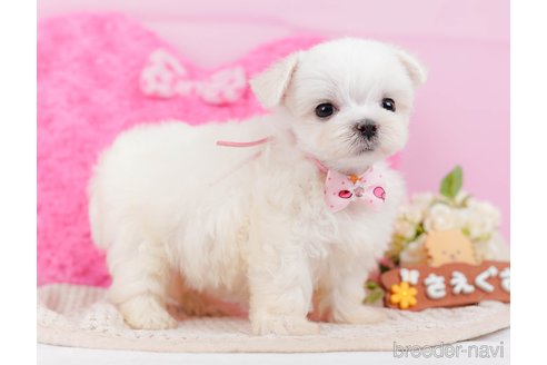 成約済の神奈川県のマルチーズ-330182の2枚目