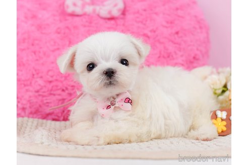 成約済の神奈川県のマルチーズ-330182の3枚目