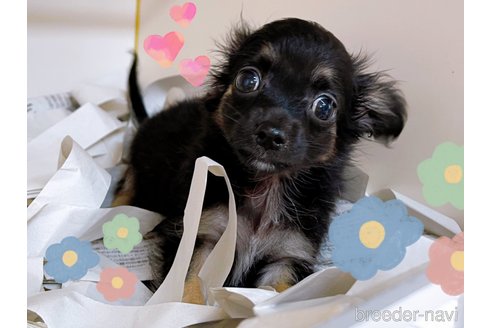 成約済の東京都のチワワ(ロングコート)-323007の3枚目