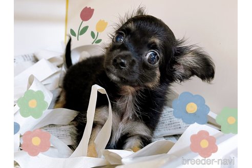 成約済の東京都のチワワ(ロングコート)-323007の4枚目