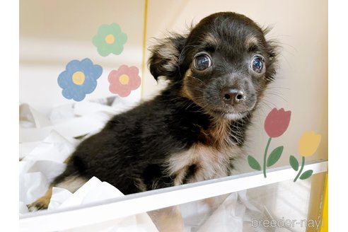 成約済の東京都のチワワ(ロングコート)-323007の2枚目