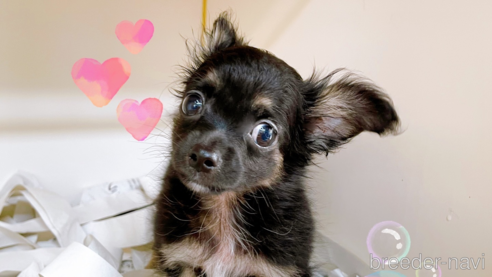 成約済の東京都のチワワ(ロングコート)-323007