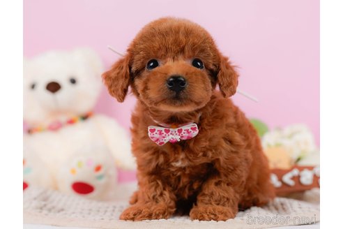 成約済の神奈川県のトイプードル-330191