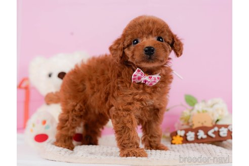 成約済の神奈川県のトイプードル-330191の3枚目