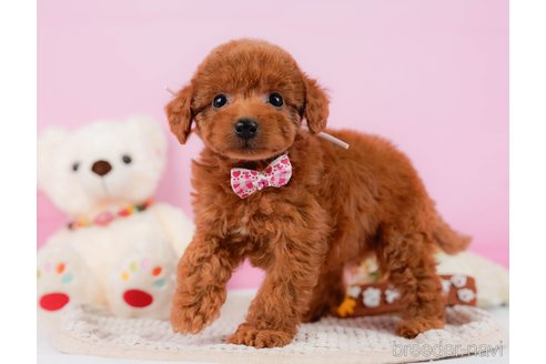 成約済の神奈川県のトイプードル-330191の4枚目