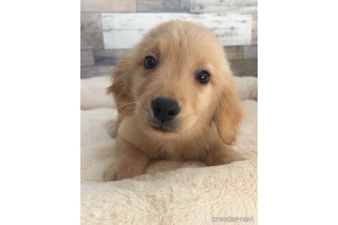 成約済の茨城県のゴールデンレトリーバー-327658の3枚目