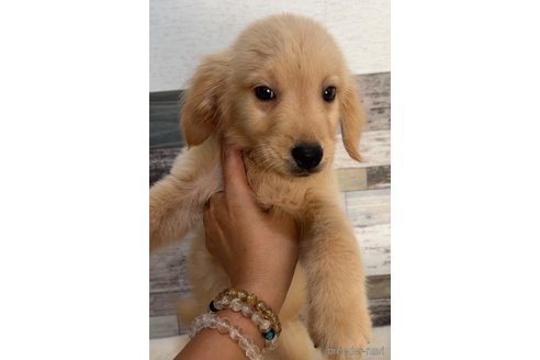 成約済の茨城県のゴールデンレトリーバー-327658