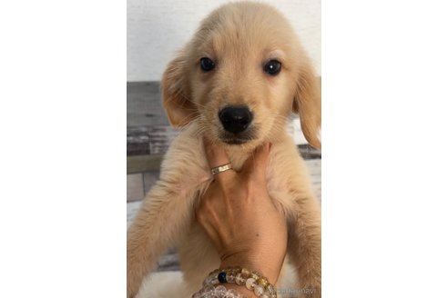 成約済の茨城県のゴールデンレトリーバー-327658の5枚目