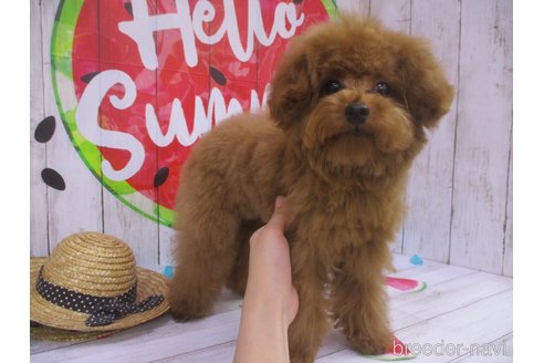 成約済の鳥取県のティーカッププードル-317549の2枚目