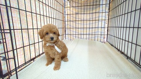 成約済の茨城県のトイプードル-330239の6枚目