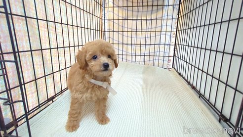 成約済の茨城県のトイプードル-330239の5枚目