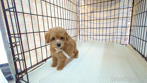 成約済の茨城県のトイプードル-330239の4枚目