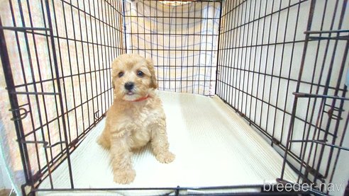 成約済の茨城県のトイプードル-330240の12枚目