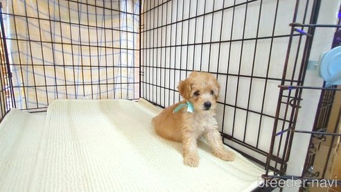 成約済の茨城県のトイプードル-330242の8枚目