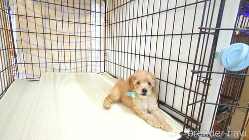 成約済の茨城県のトイプードル-330242の7枚目