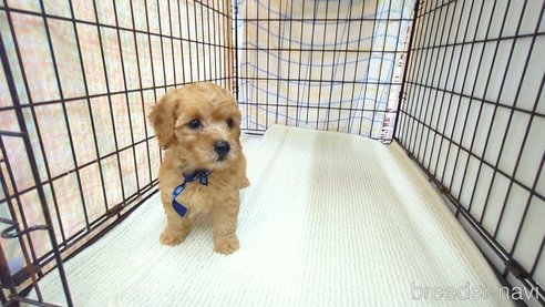成約済の茨城県のトイプードル-330243の3枚目