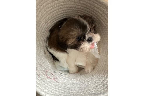 成約済の山形県のシーズー-330265の5枚目
