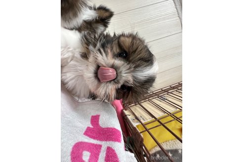 成約済の山形県のシーズー-330265の6枚目