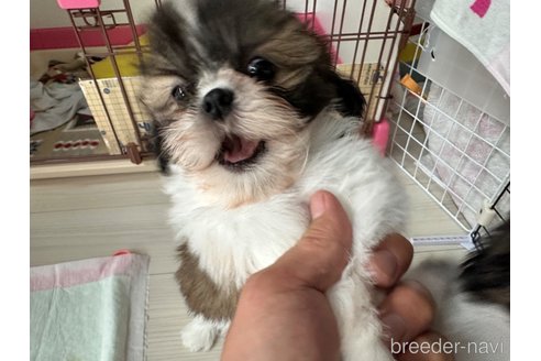 成約済の山形県のシーズー-330265の3枚目