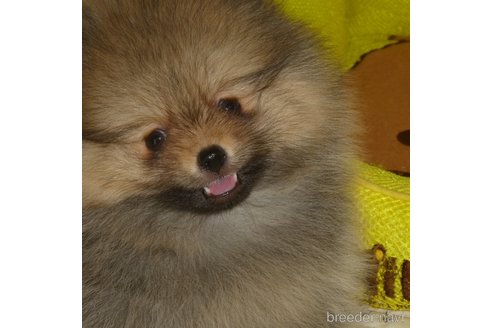 成約済の静岡県のポメラニアン-325847の1枚目